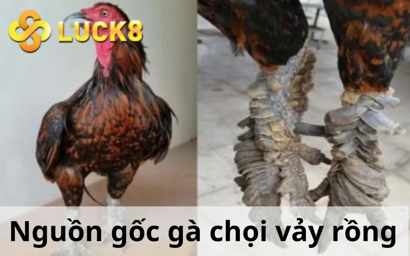 Nguồn gốc gà chọi vảy rồng